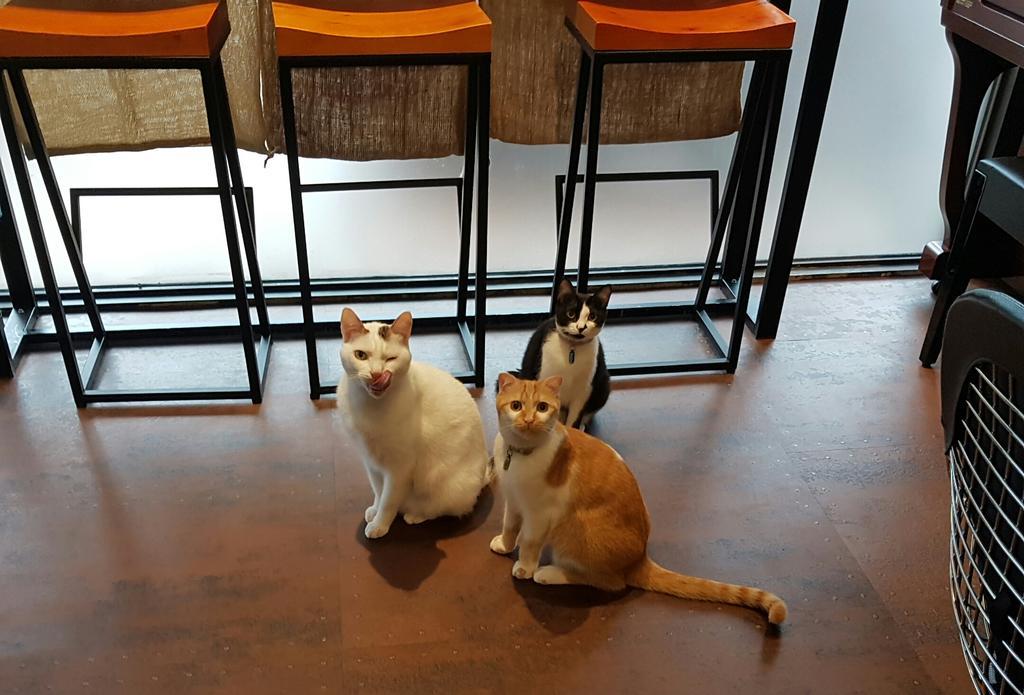 Meow G Cafe Hostel Hualien City Exterior foto